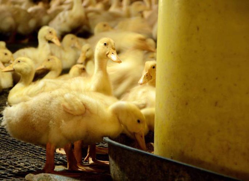 肉鸭养殖行业的最新动态