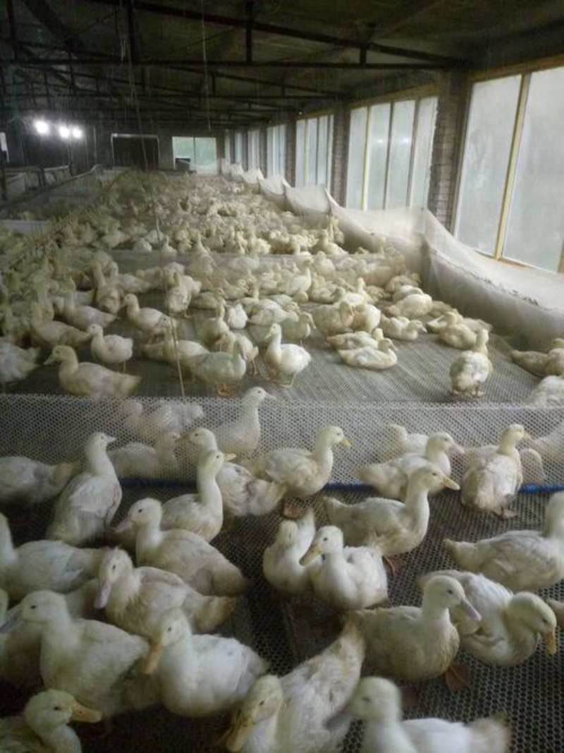 探访肉鸭养殖业：一只鸭的成长与挑战