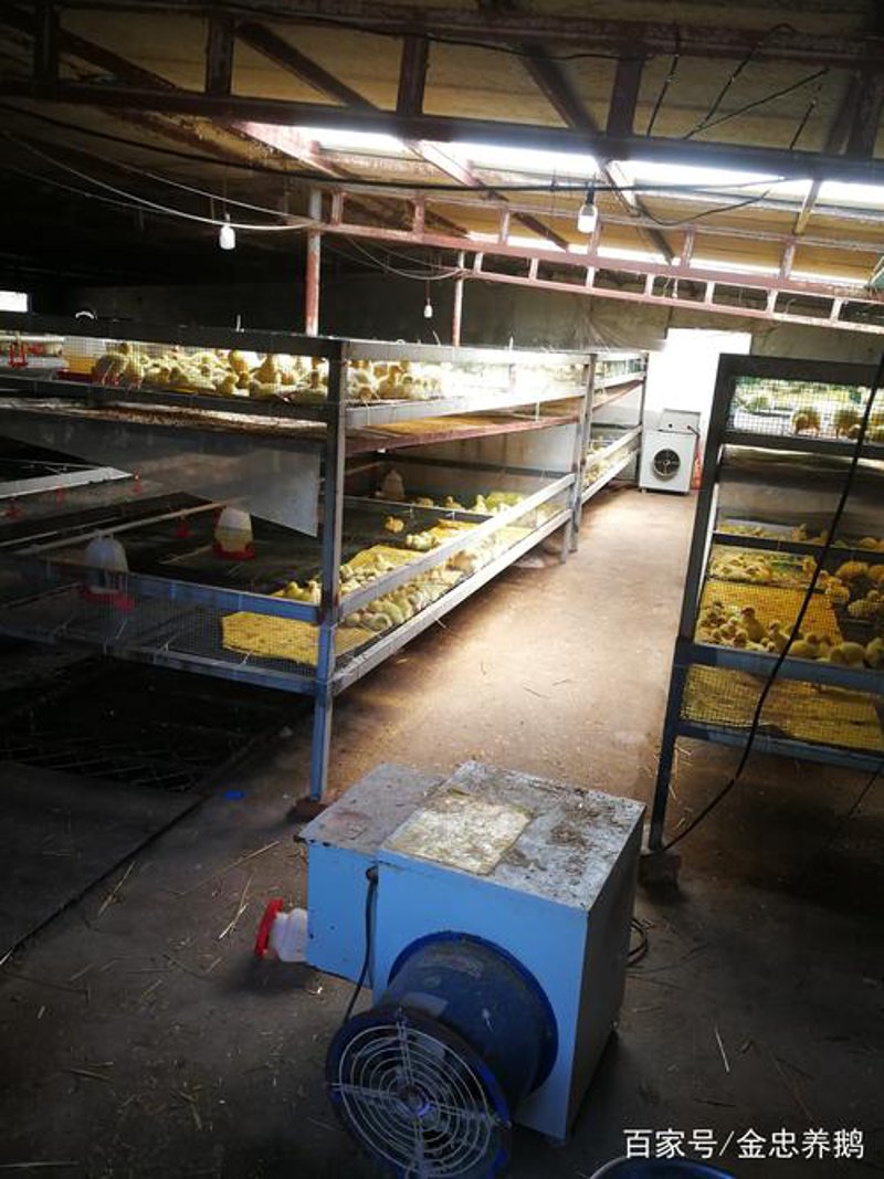 现代化鸭舍设计：提升养殖效益的关键